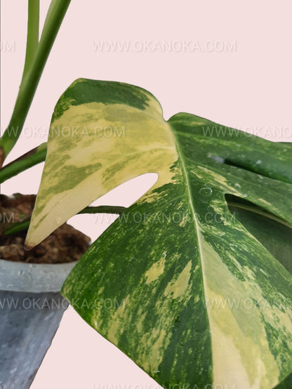 Monstera Deliciosa Aurea Yellow Variegated Fenestrated leaves under sunlight highlighting yellow and green patterns.