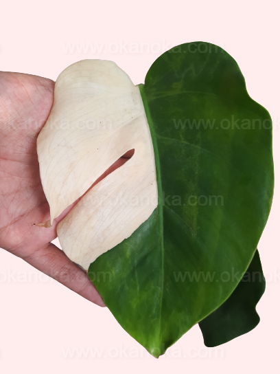Top view of Monstera Deliciosa Halfmoon Albo Variegated highlighting unique variegation