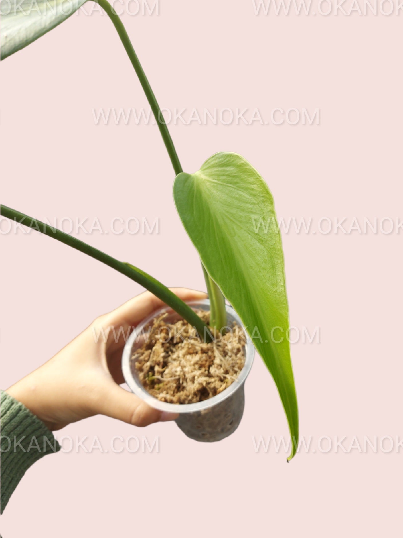 Indoor Monstera Dilacerata Burle Marx Flame with dramatic splits and tropical flame patterns.