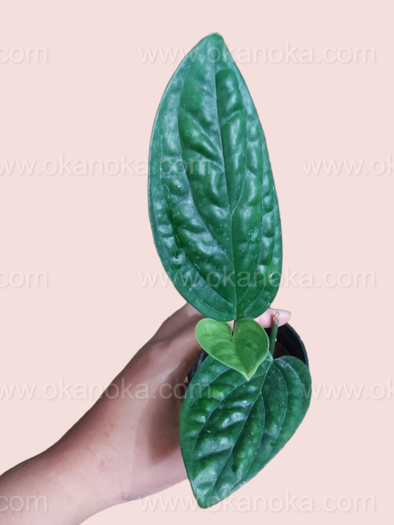 Hand holding Monstera Peru Karstenianum showing deep green quilted leaves