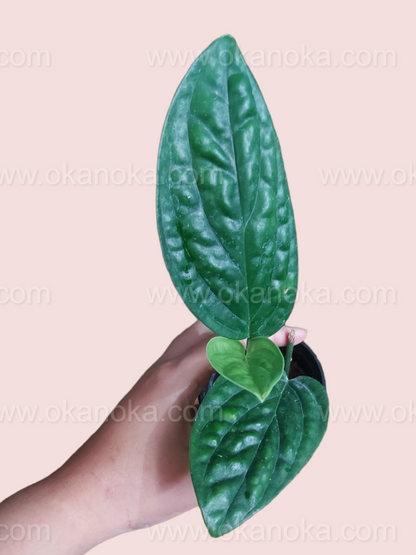 Hand holding Monstera Peru Karstenianum showing deep green quilted leaves