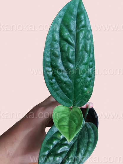 Close-up of Monstera Peru Karstenianum foliage highlighting textured pattern