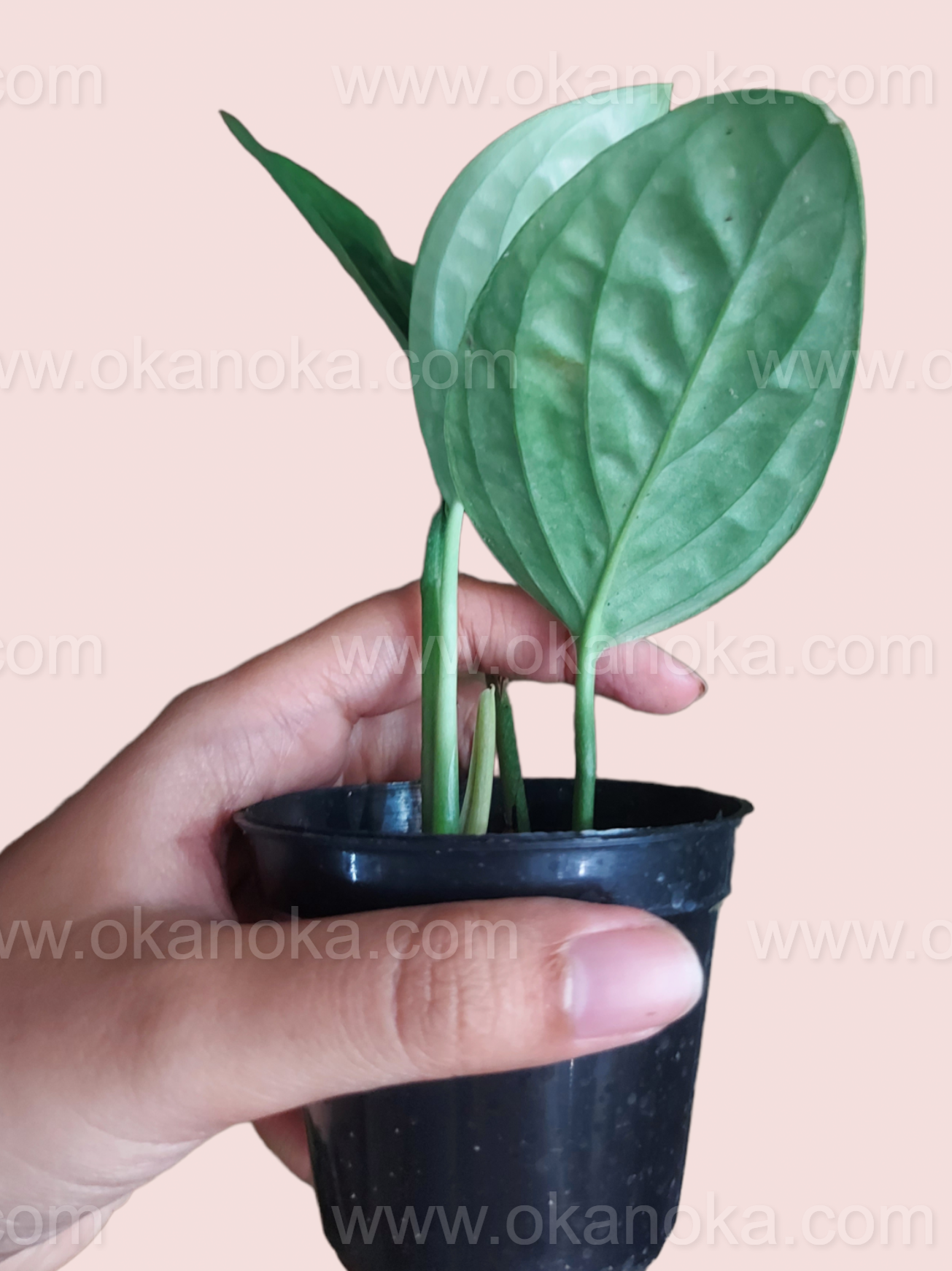 Monstera Peru Karstenianum in a small pot showcasing upright growth