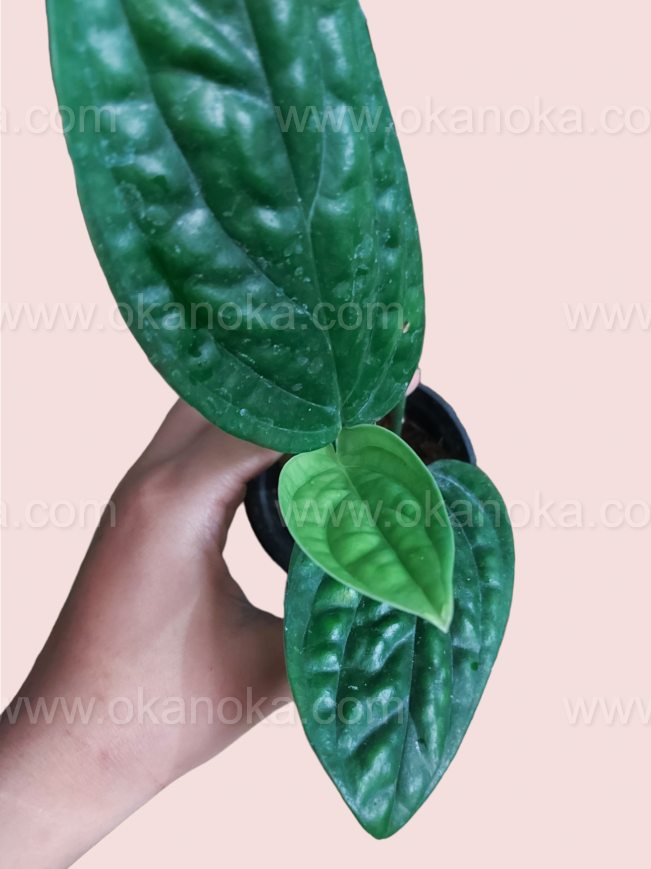 Top view of Monstera Peru Karstenianum leaves emphasizing veined texture