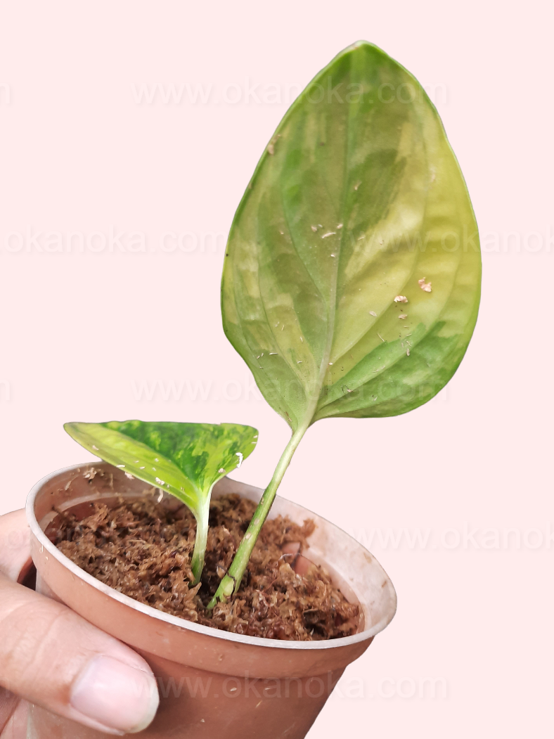 Monstera Peru Karstenianum Variegated potted plant showcasing multiple leaves with unique variegation.