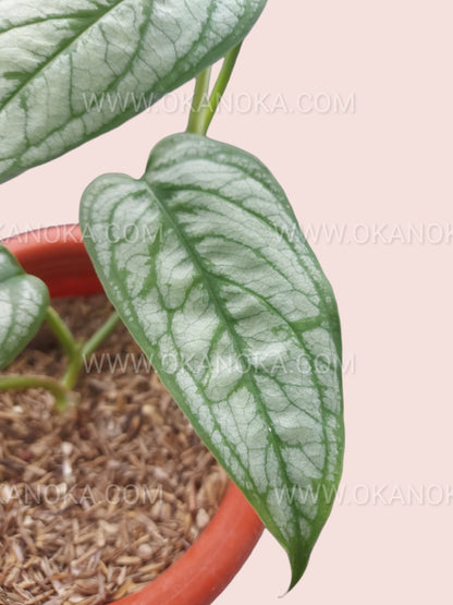 Side view of Monstera Siltepecana climbing support showing leaf orientation