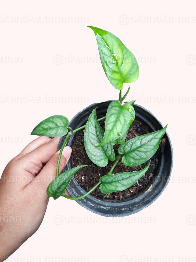 Hand holding Monstera Siltepecana showcasing its elongated variegated leaves