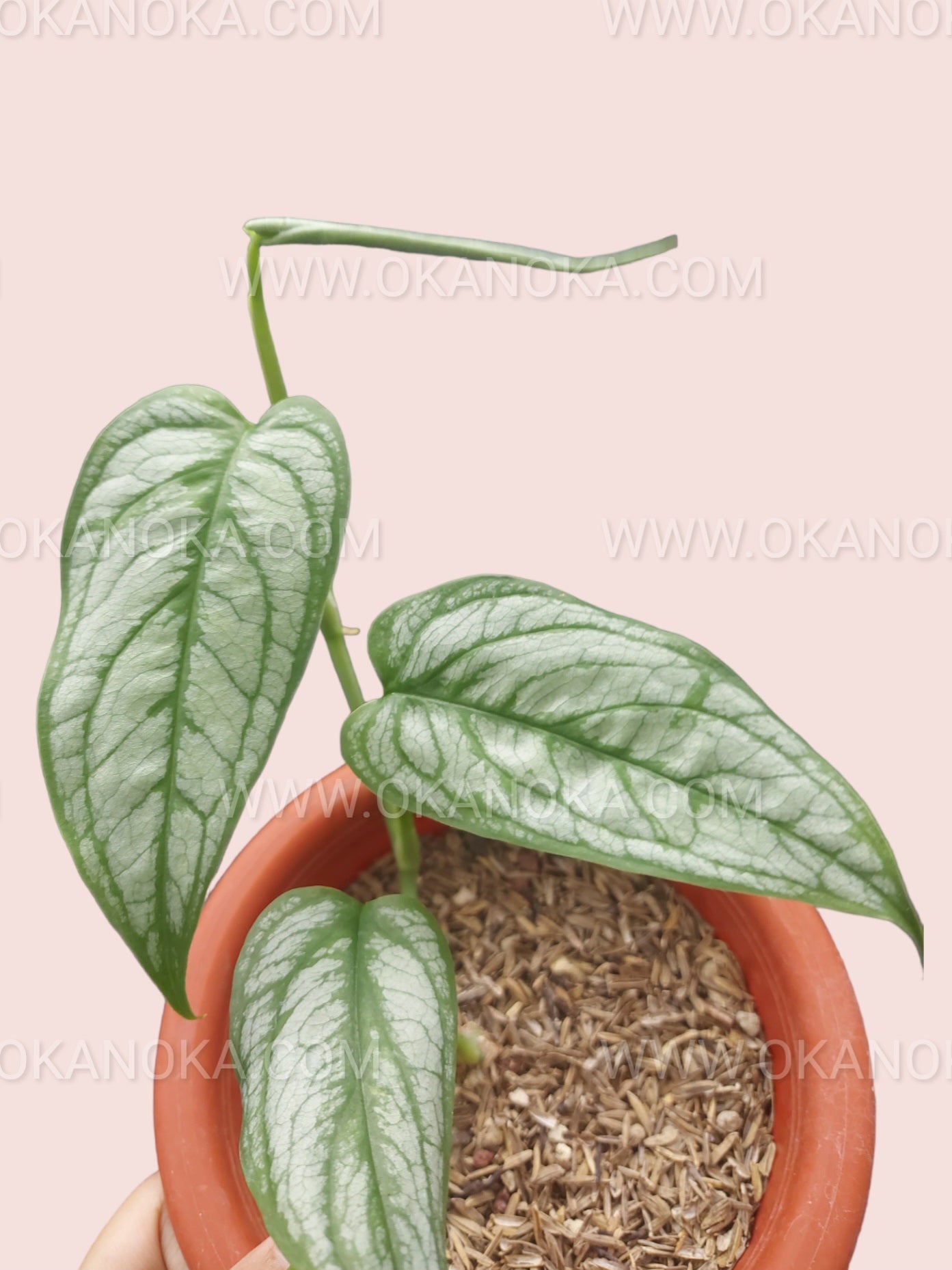 Potted Monstera Siltepecana with emerging new leaves in natural light