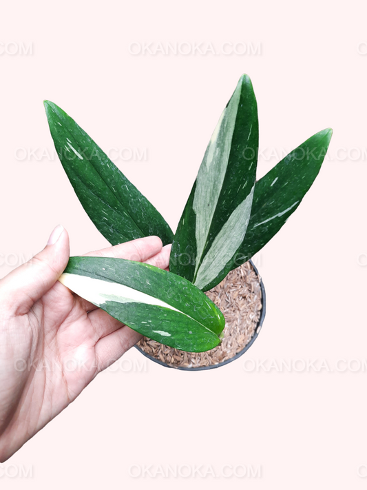Close-up of Monstera Standleyana Albo Variegated showing white variegation along dark green elongated leaves.