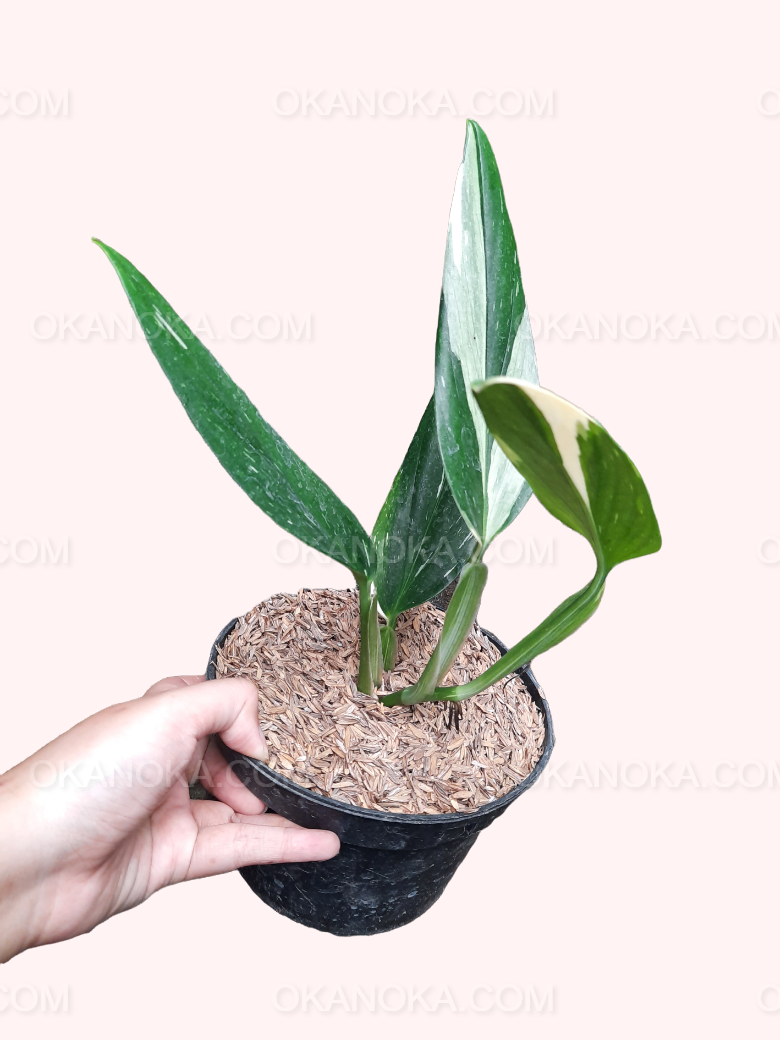 Hand holding Monstera Standleyana Albo Variegated highlighting its glossy variegated foliage.
