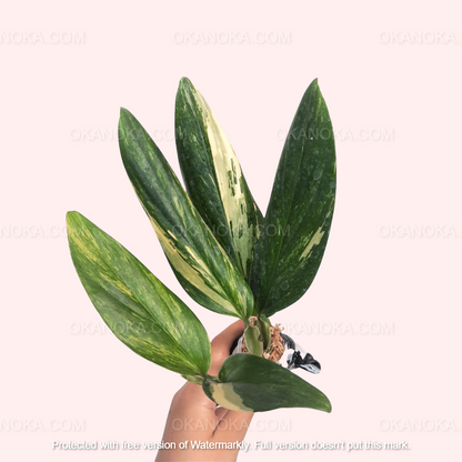 philodendron garten Philodendron 'Red Anderson' – Sprouts of Bristol