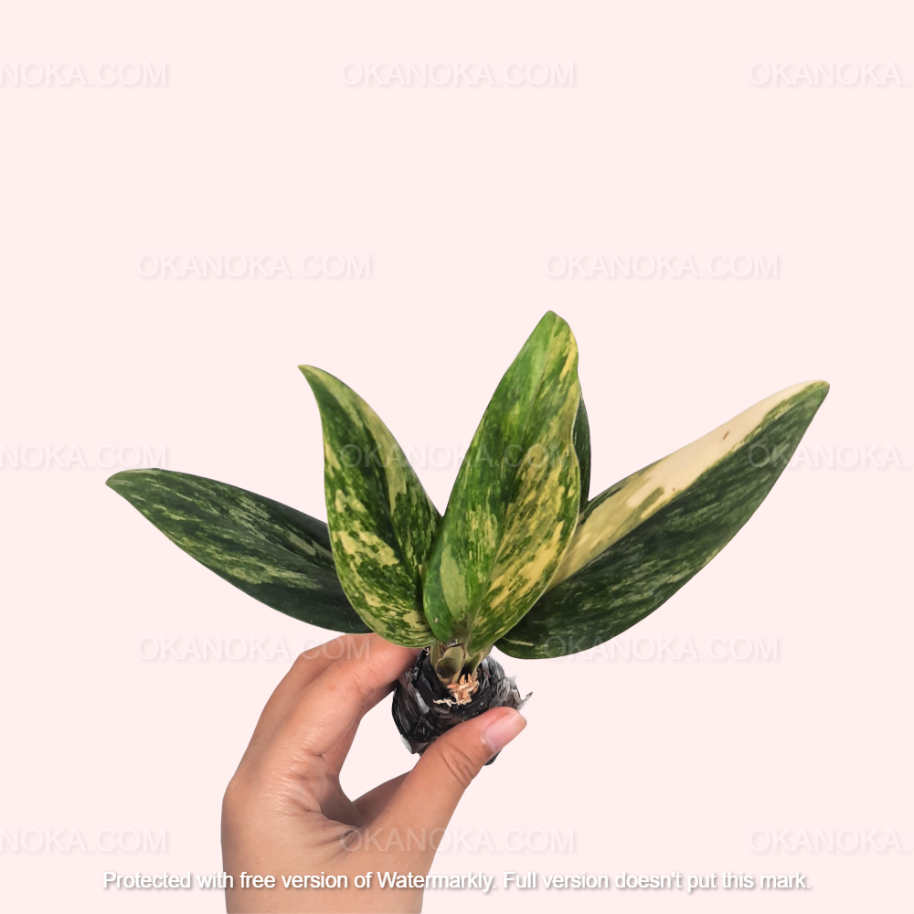 monstera standleyana aurea Monstera Standleyana Aurea Variegated