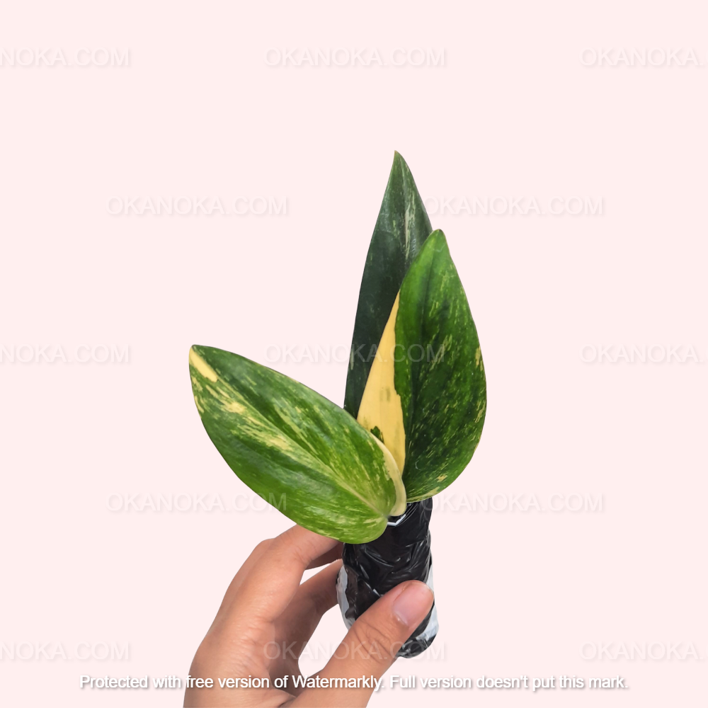 Monstera Standleyana Aurea Variegated