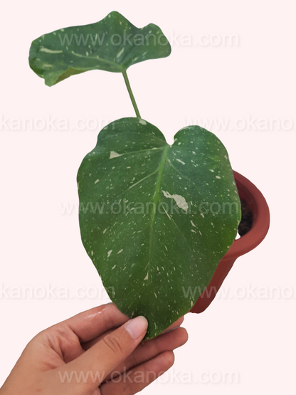 Hand holding a Monstera Thai Constellation leaf, highlighting the unique white markings.