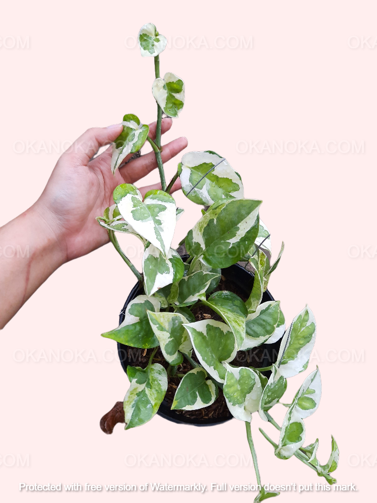 Side angle of Njoy Pothos in pot showing leaf structure and vibrant color contrast.