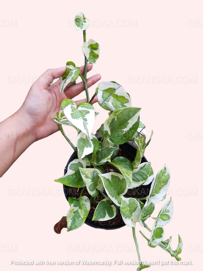 Side angle of Njoy Pothos in pot showing leaf structure and vibrant color contrast.