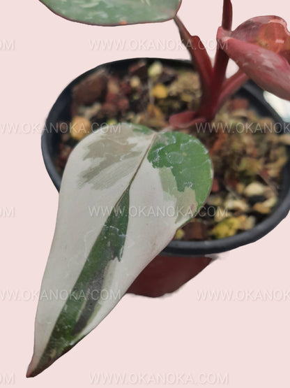 Close-up of new variegated leaf on Philodendron Anderson.
