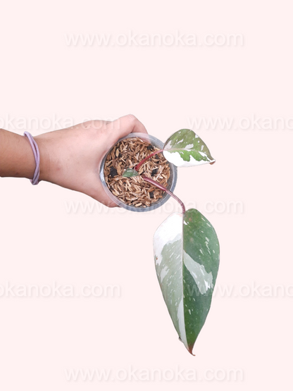 Hand holding Philodendron Anderson with vibrant green and white variegated leaves.