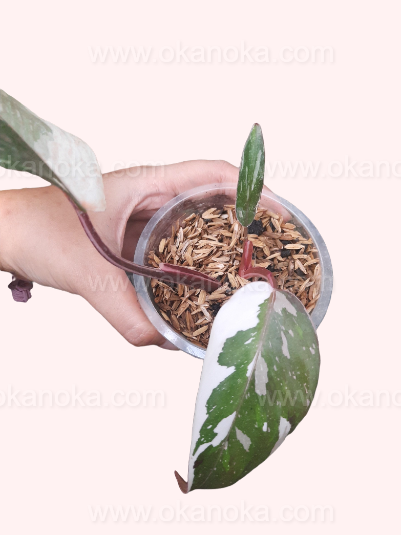 Young Philodendron Anderson potted plant ready to be placed in your home.