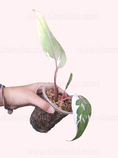 Hand holding Philodendron Anderson with variegated green and white leaves.