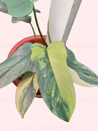 Top view of plant showcasing symmetrical variegation patterns on violin-shaped leaves