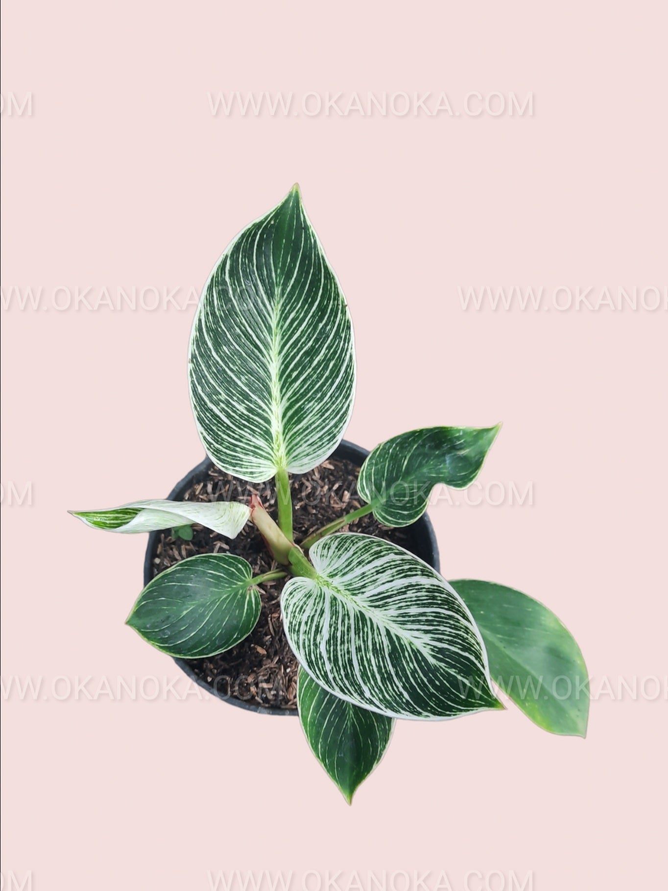 Philodendron Birkin top view showing dark green leaves with white pinstripes