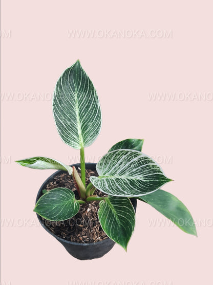 Plant on a shelf showing compact, upright growth