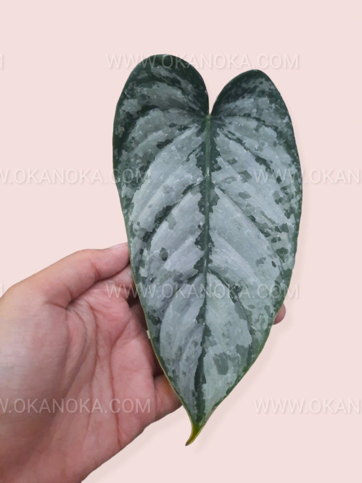 Hand holding a young Philodendron Brandtianum, showing its compact growth and vibrant foliage.