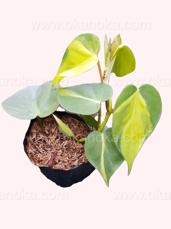 Close-up view of Philodendron Brasil variegated leaves showing vibrant green and yellow patterns