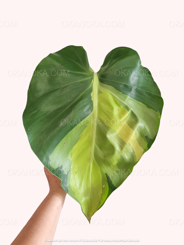 brasil philodendron nz Rare Philodendron Brasil LARGE – Okanoka