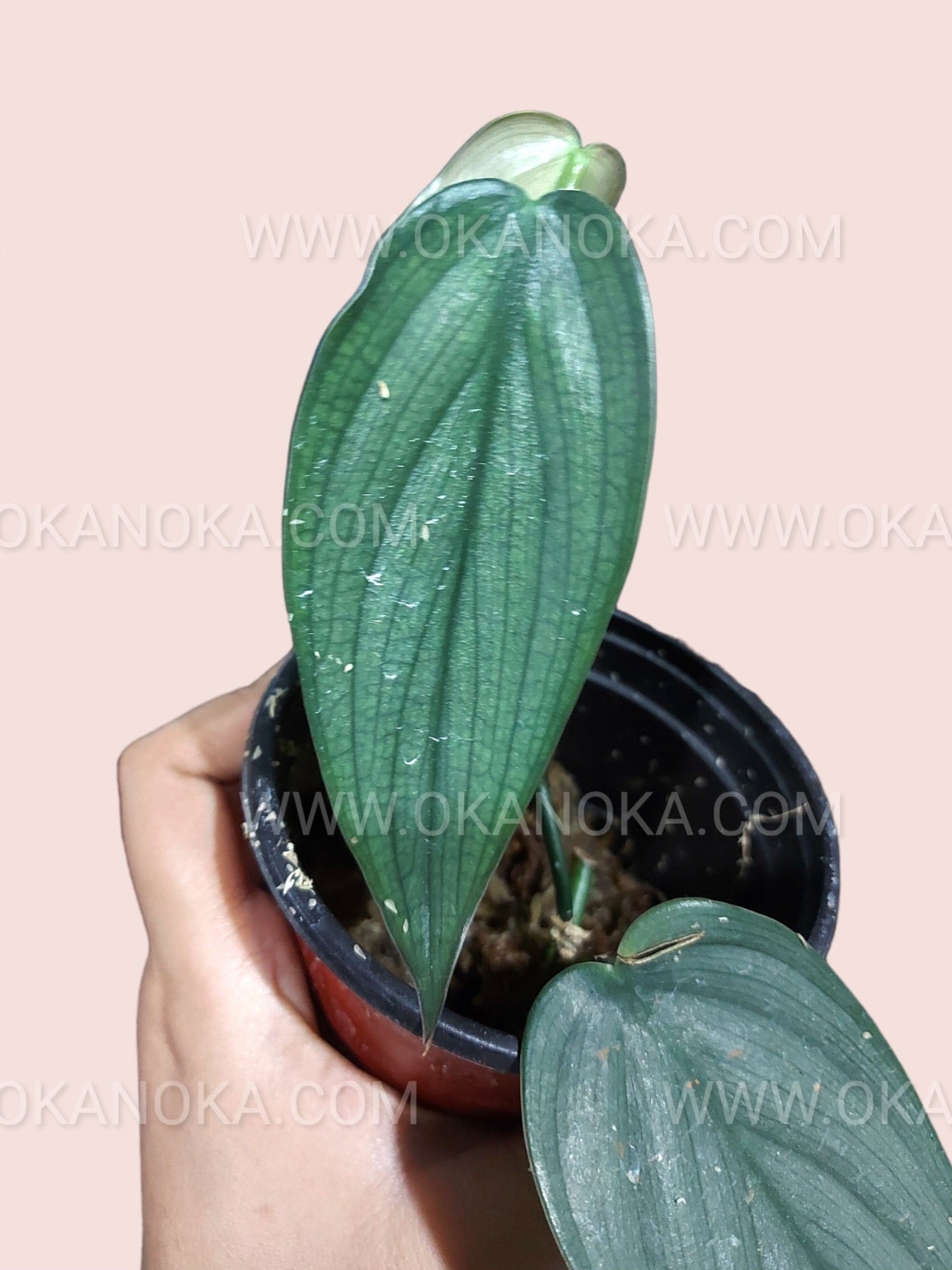 Hand holding a young Philodendron Burle Marx Fantasy showing the dramatic leaf shape and colors.