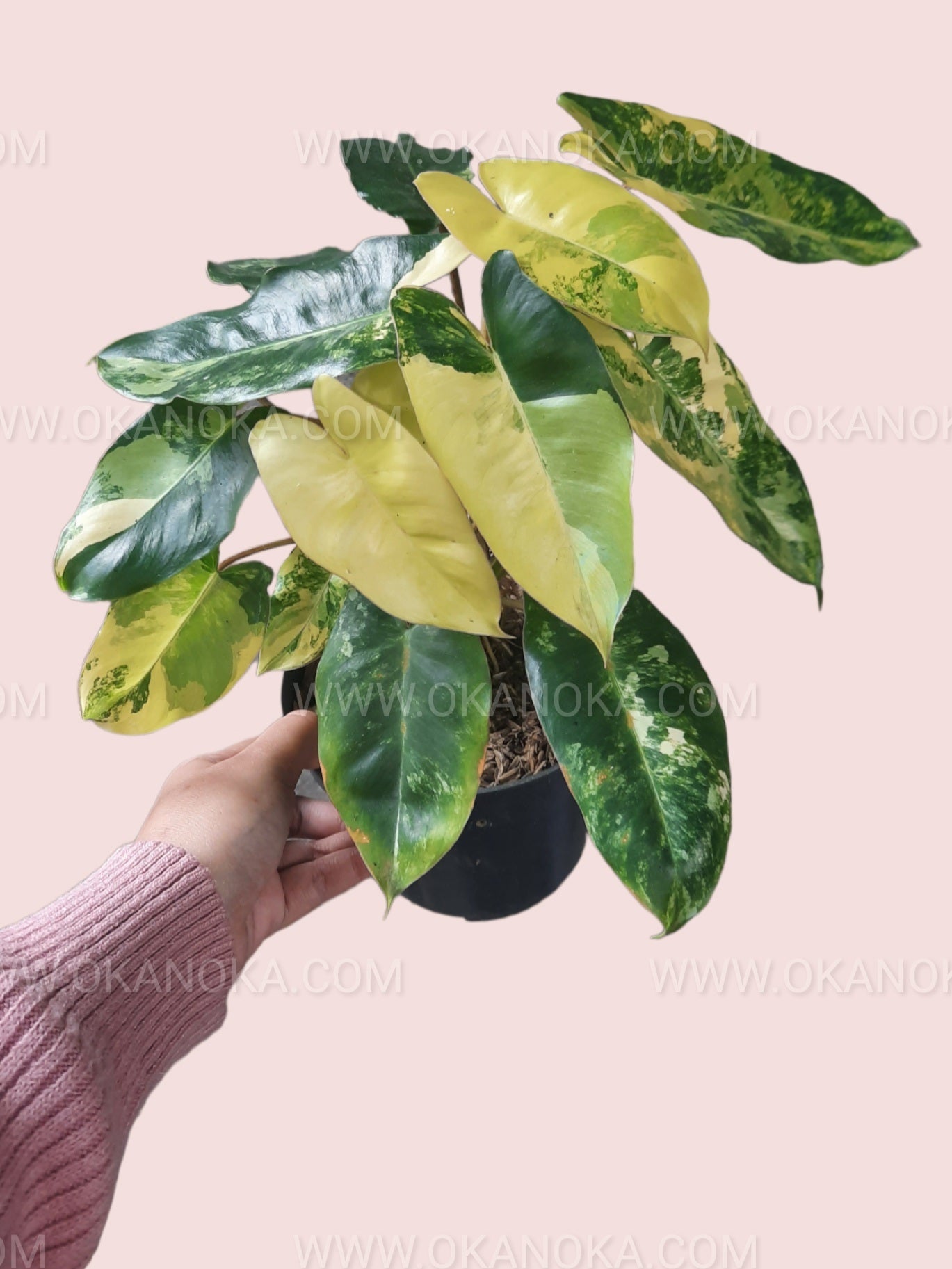 philodendron burle marx variegated Philodendron Burle Marx Variegated – Okanoka