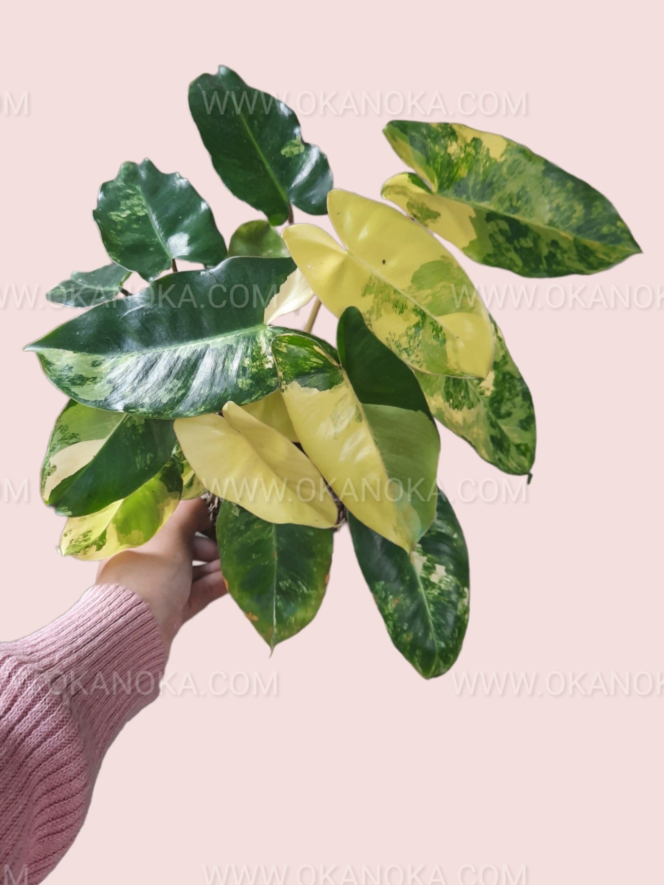 philodendron burle marx albo variegata Philodendron Burle Marx Variegated