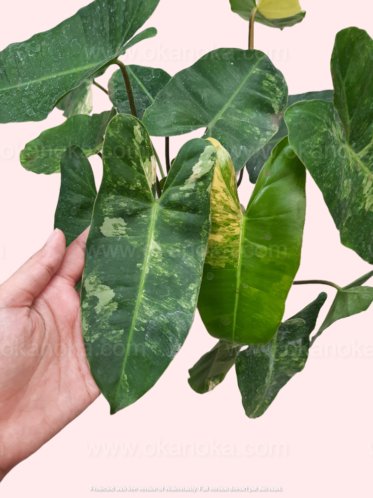 Hand holding Philodendron Burle Marx Variegated showing low variegation patterns on broad tropical leaves.