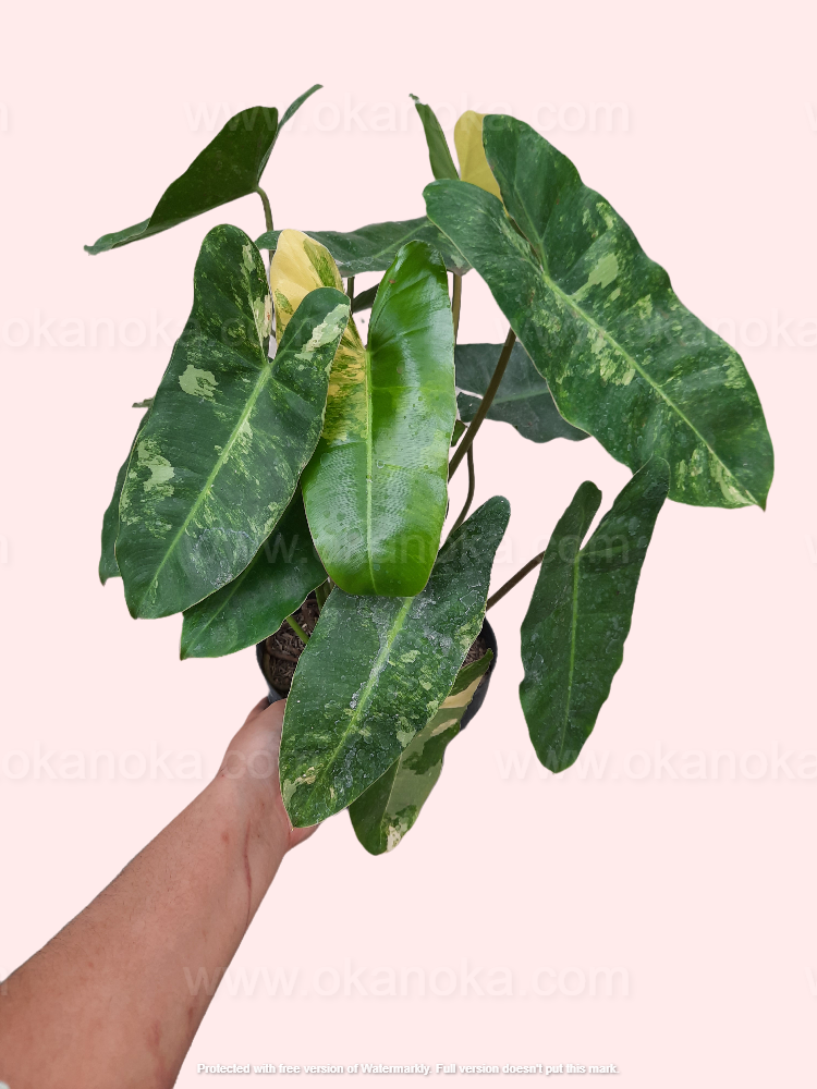 Top view of Philodendron Burle Marx Variegated, displaying unique leaf arrangement and subtle variegation.