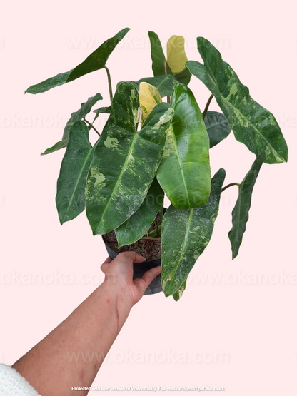 Close-up of individual leaves highlighting low variegation and glossy green texture.