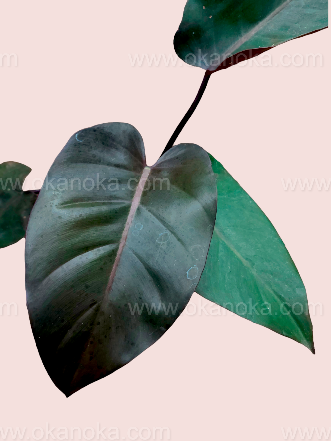 philodendron dark lord juvenile Philodendron Dark Lord