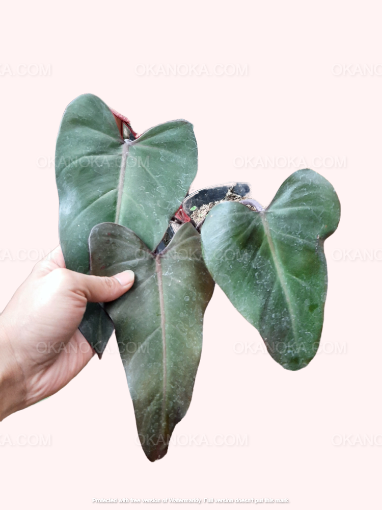 philodendron dark lord mature Philodendron Dark Lord – Okanoka