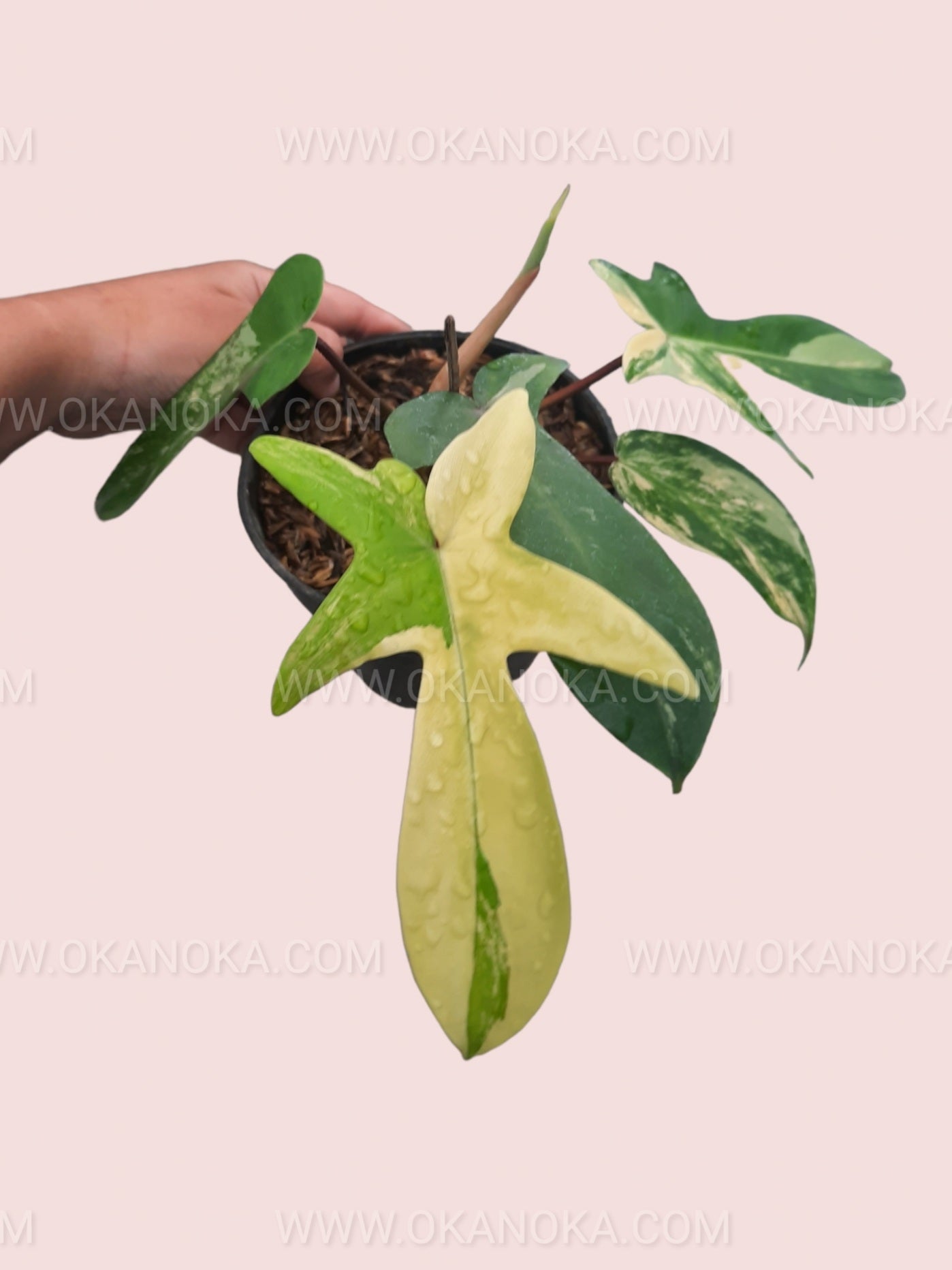 Top view of Philodendron Florida Beauty Small showing unique variegated leaf patterns and compact size in red pot