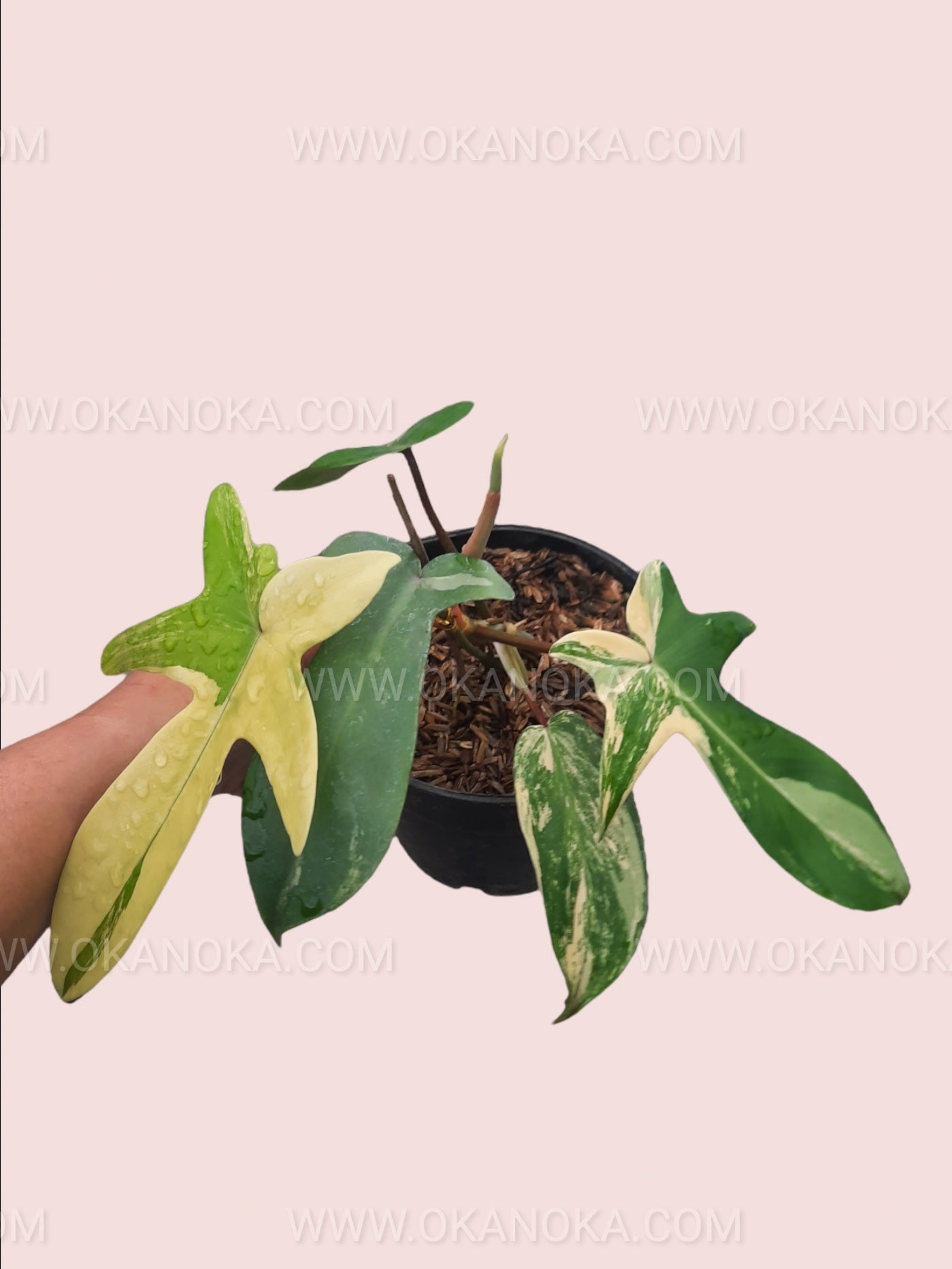 Close-up view of Philodendron Florida Beauty Small leaves highlighting intricate variegation and glossy texture