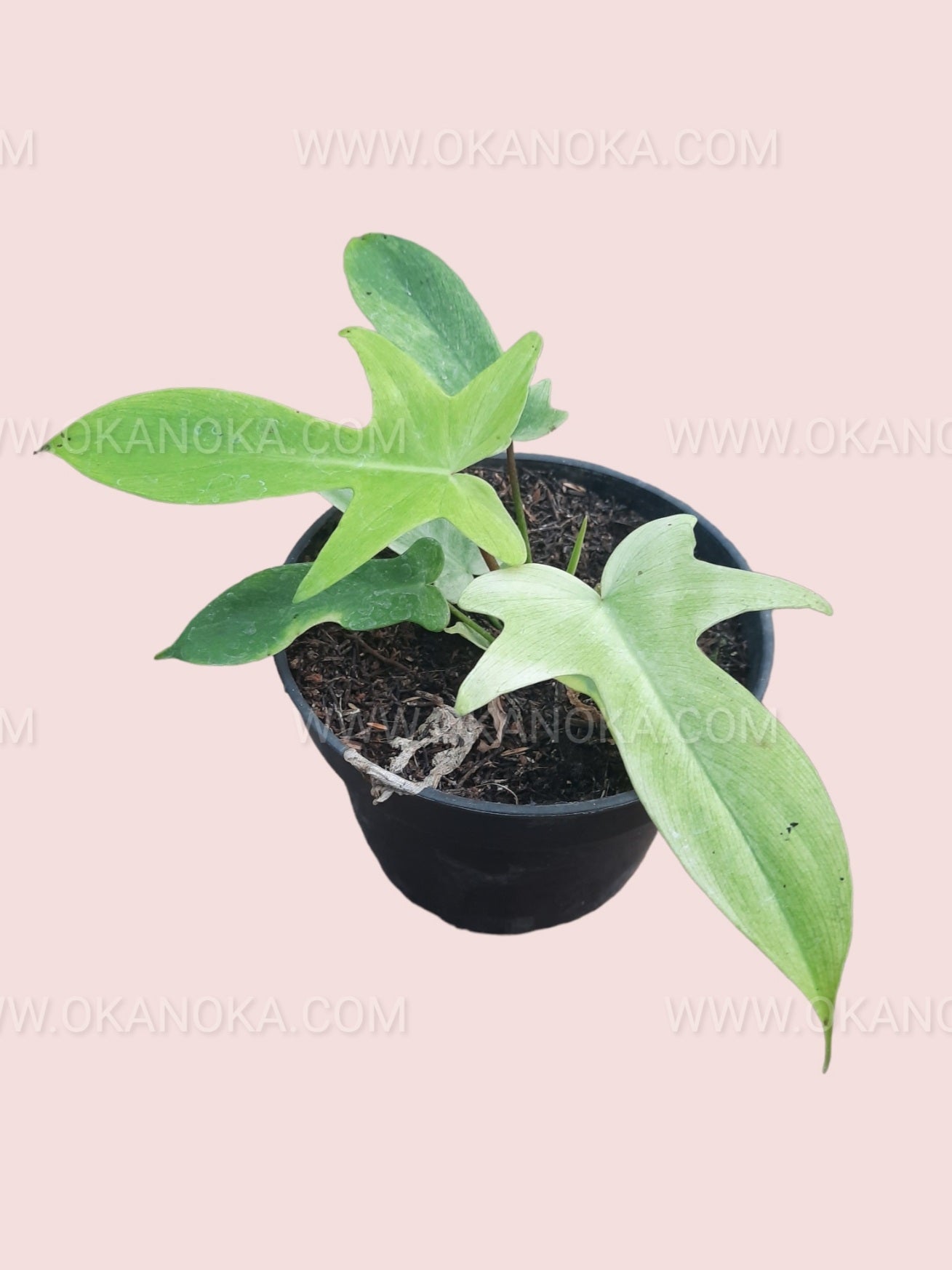Top view of Philodendron Florida Ghost Small in a small black pot, showcasing vibrant green and white variegation.