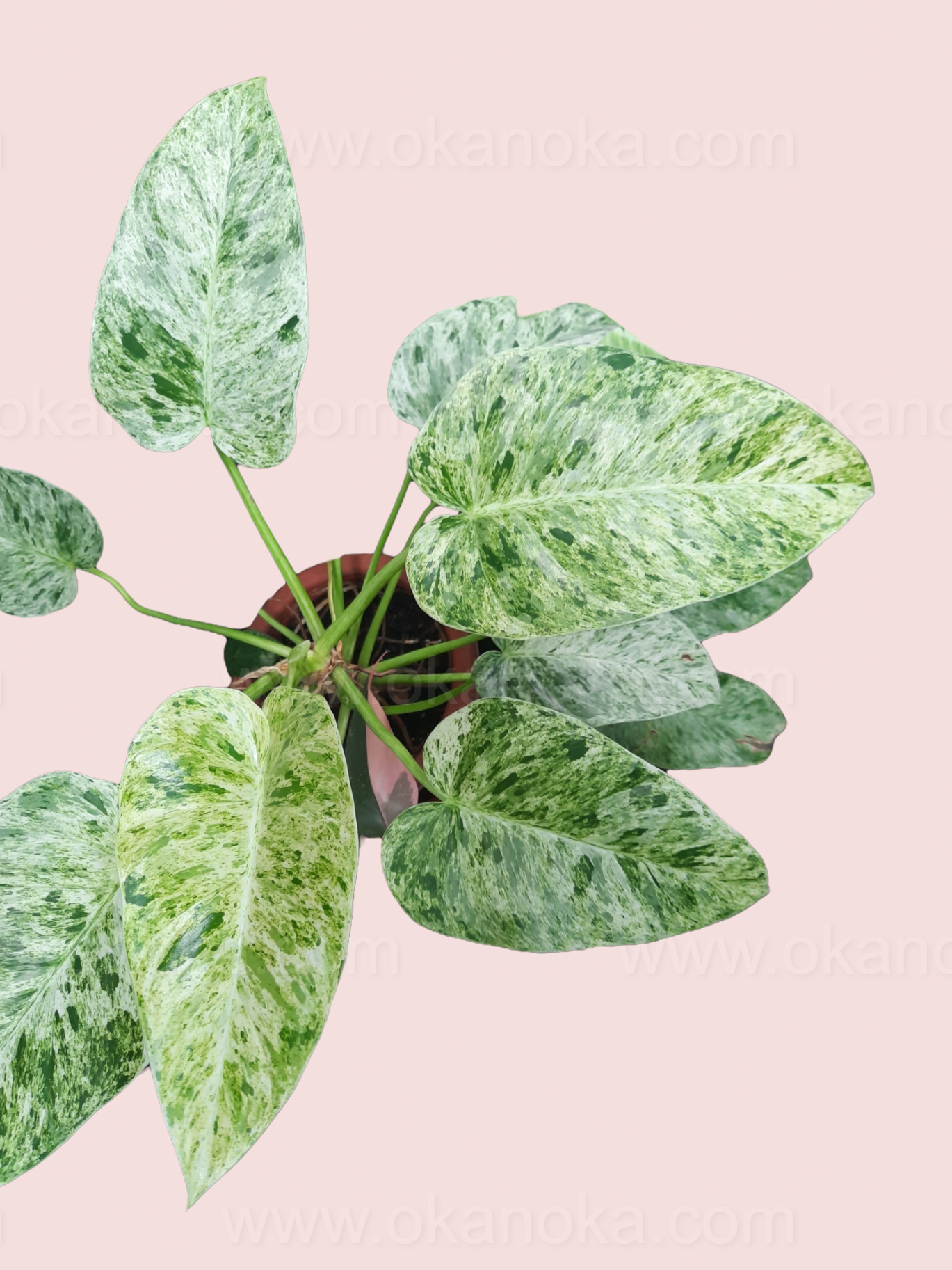 Variegation details of individual leaf of Philodendron Giganteum Marble Small