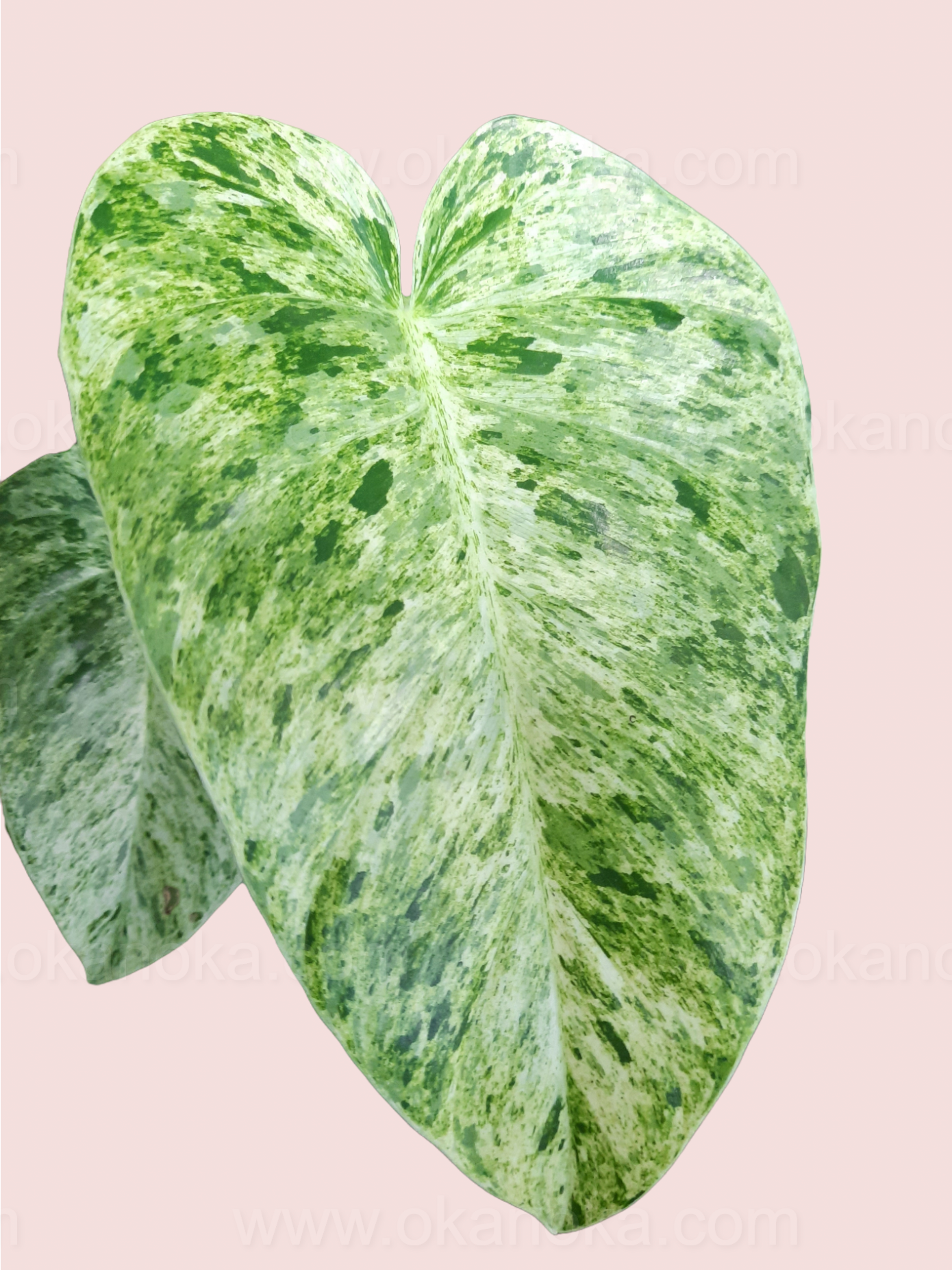 Small potted Philodendron Giganteum Marble Variegated on light pink background