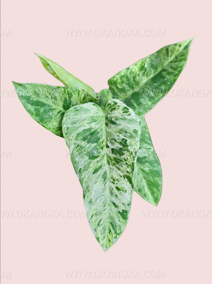Top view of Philodendron Giganteum Marble Variegated Small showing variegated marbled leaves in pot