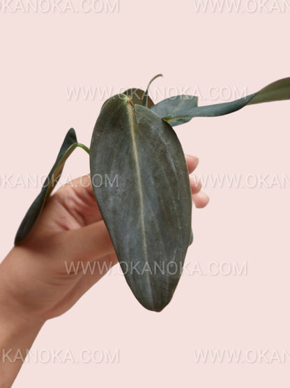 Close-up of Philodendron Gigas leaf showing deep green texture and veining