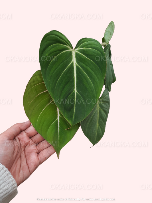 Hand holding a Philodendron Gloriosum with velvety heart-shaped leaves and bold white veining.