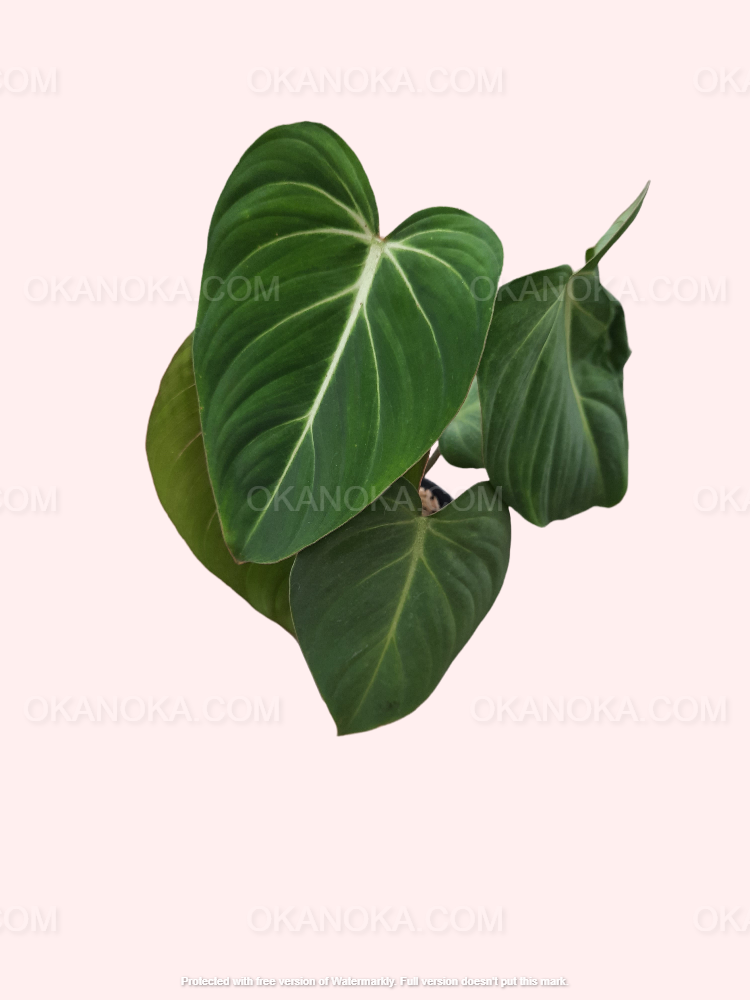 Close-up of the Philodendron Gloriosum leaves showing their lush, velvety surface.