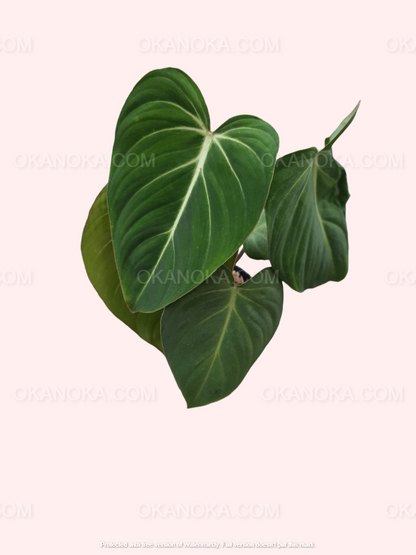 Close-up of the Philodendron Gloriosum leaves showing their lush, velvety surface.