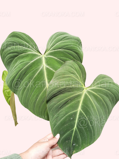 philodendron gloriosum big Philodendron Gloriosum Large Live Plant – Okanoka