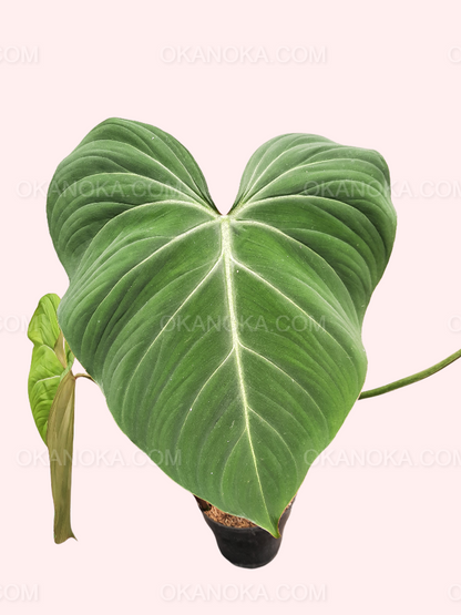 philodendron gloriosum vs splendid Philodendron Gloriosum Large Live Plant – Okanoka